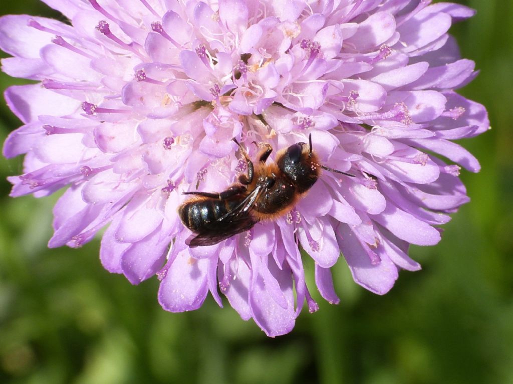 Osmia ferrugiunea un po'' spelacchiata?